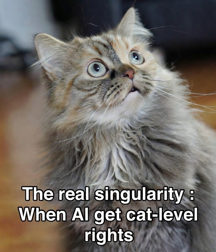 Cat meme 1